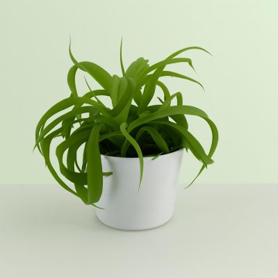 Chlorophytum bonnie Green Studio
