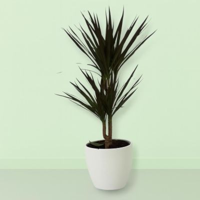 Dracaena Magenta Studio