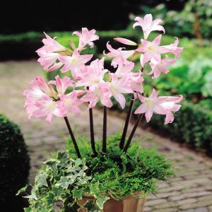Crinium powelli rosea