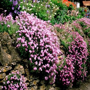Aubretia Garden A