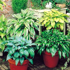 Hosta Garden