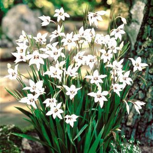 Acidanthera murielae