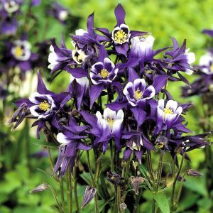 Aquilegia Blue