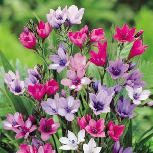 Babiana hybrida 'Baboon root pl