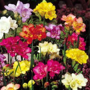 Freesia Dubbel Mix