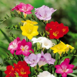 Freesia enkel mixture