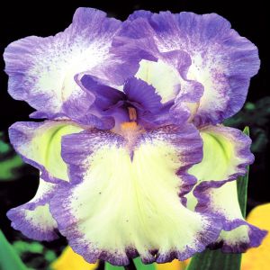 Iris Blue Flag  (Circle Steps)
