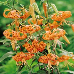 Lilium Tigrinum 'Splendens'