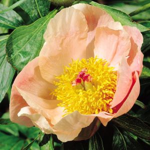Paeony Apricot Single flowering