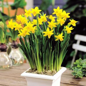 Tête à Tête Passat 5