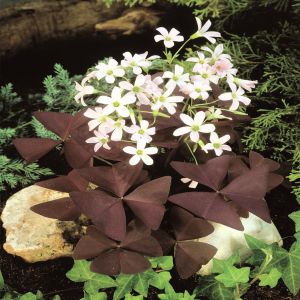 Oxalis trilangularis Pink
