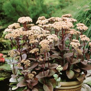 Sedum spectabile 'Matrona'