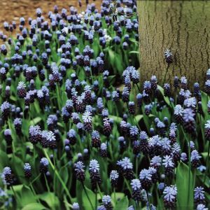 Muscari latifolium Groep A