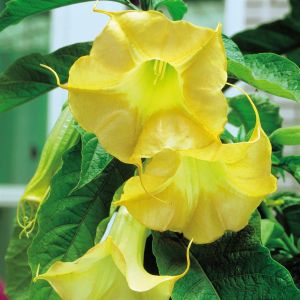 Brugmansia Gold