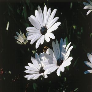 Dimorphotheca White African daisies