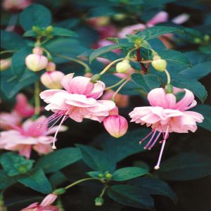 Fuchsia Bella Rosella