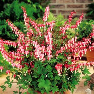 Dicentra spect Bleeding Heart