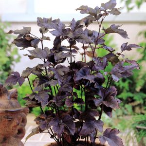 Physiocarpus Diabolo 'Chocolate