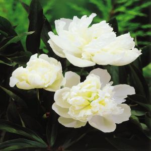 Paeony lactifolia White Surprise