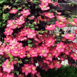 Clematis Ville de Lyon A