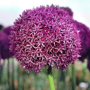 Allium Globemaster