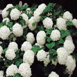 Viburnum opulus sterile Snowball shrub