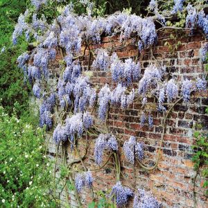 Wisteria sinensis Blue Rain
