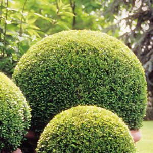 Buxes Sempervirens Boxwood