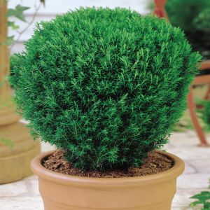 Buxus Teddy Bear Tree