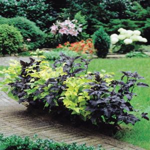 Physiocarpus Hedge Purple Green