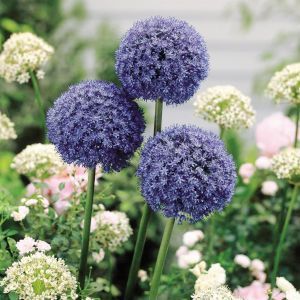 Allium azureum