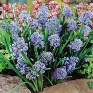 Muscari Blue Spike