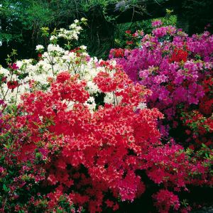 Azalea Gemengd