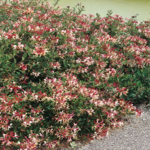 Lonicera Bi-colour
