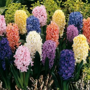 Hyacinth Mix B