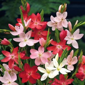 Schizostylis coccinea Mix Kaffir Lily