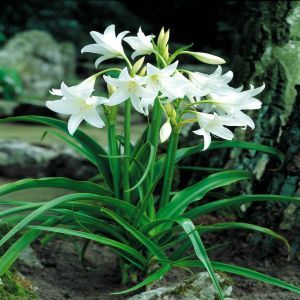 Crinium Powelli White