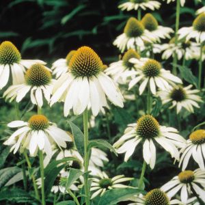 Echinacea atrop. alba 2