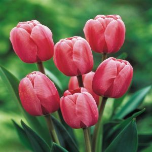 Tulip Darwin Hybrid Pink Impression