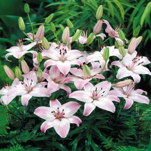 Lilium asiatic 'Rosella's Dream'