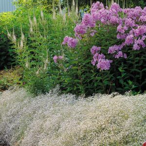 Phlox Cymb Babies Breath