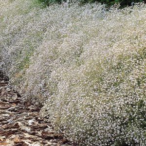 Gypsophile Babies Breath