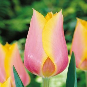 Tulip Single Late Blushing Lady