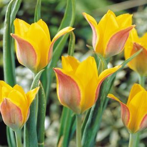 Tulip Species Kolpakowskiana