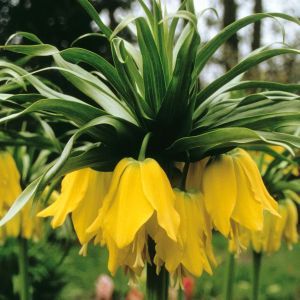 Fritillaria Lutea