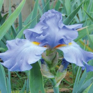 Iris barbata Heavenly Blue A