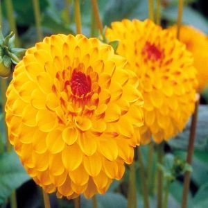 Dahlia Sunny Boy