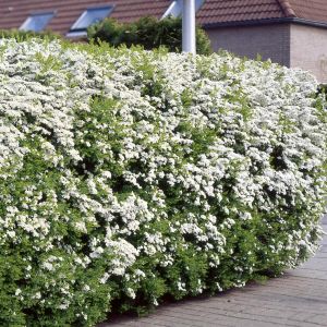Spiraea arguta Hedge