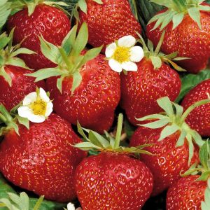 Fragaria Ostare B