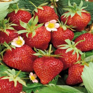 Fragaria Ostare C